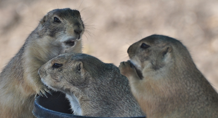 prairie dogs